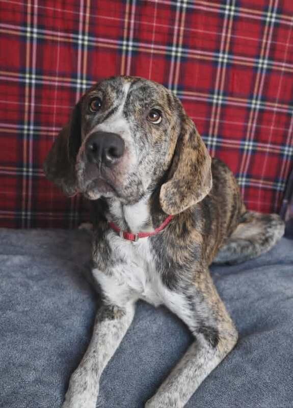 Picture of the Animal Listed